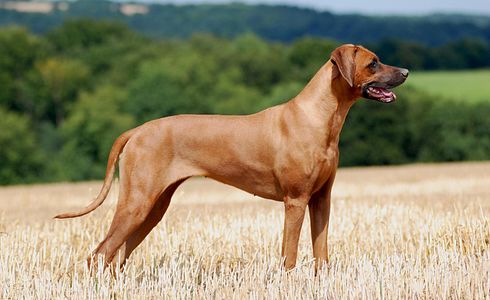 Rasseprofil: Rhodesian Ridgeback