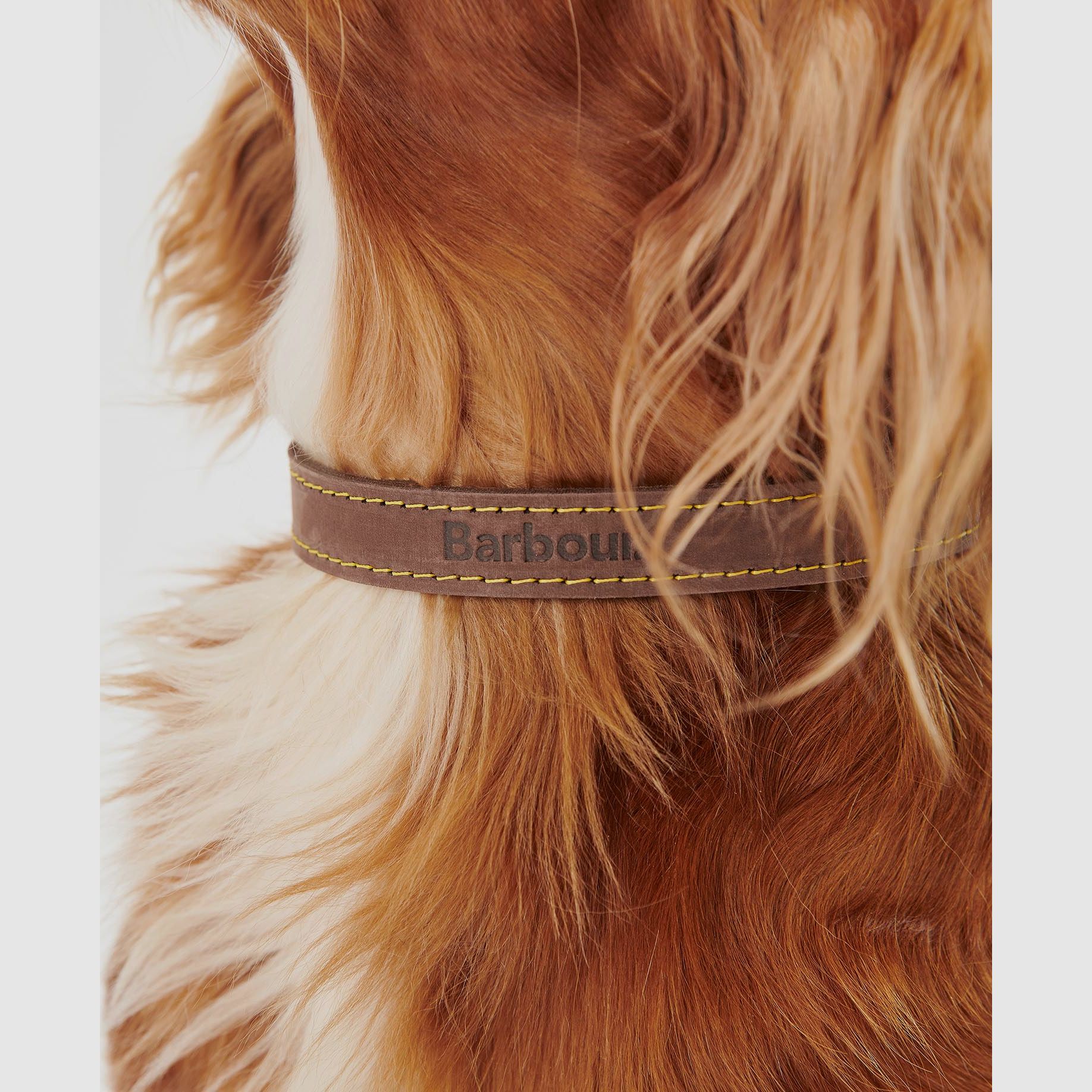 Barbour Hundehalsband aus Leder