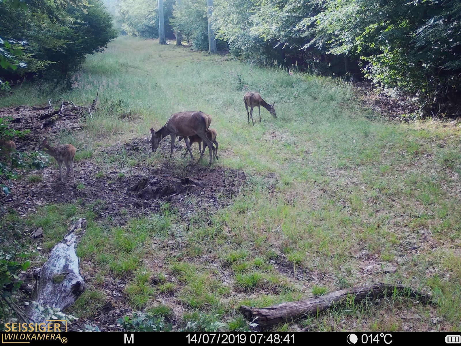 SEISSIGER Special-Cam CLASSIC