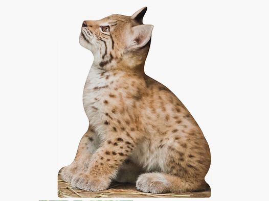 Supporto per Animali Lynx Giovane Animale