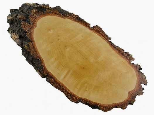 Trophyschild berk ruw voor ree (ZONDER dennenvak)