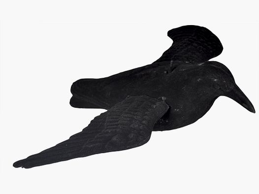 Beflockter, fliegender Lockvogel Krähe