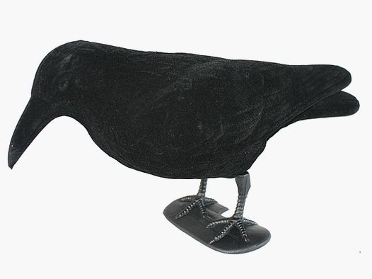 Beflockter Lockvogel Krähe
