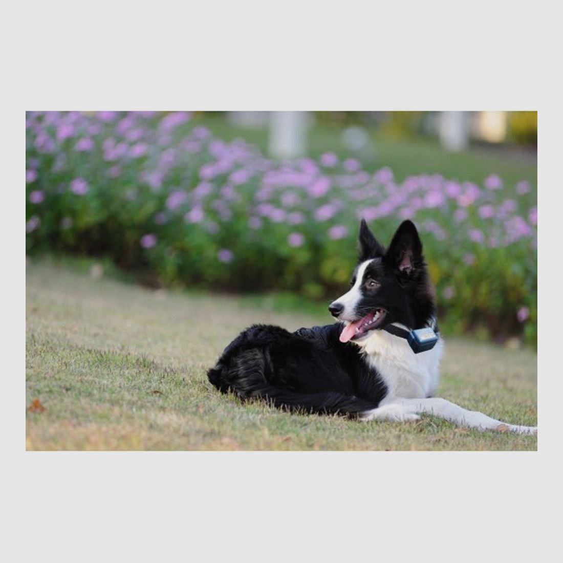 Num Axes Canicalm Anti-Blaf Halsband - Ultrasone Technologie - Verstelbaar en Waterdicht - Voor een Rustige en Gebalanceerde Hond, afbeelding 2 van 3