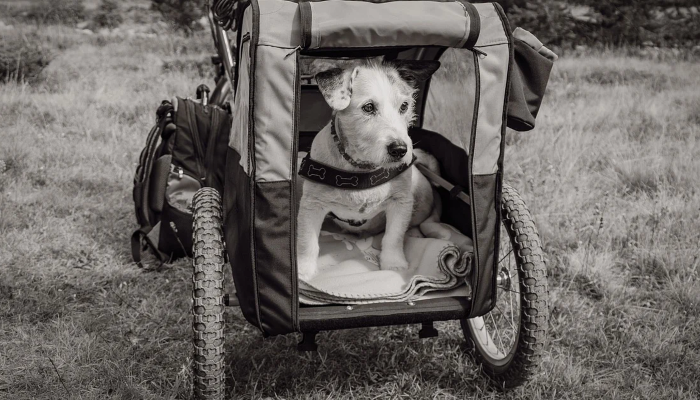 Die besten Transportboxen für Hunde: Eine ausführliche Betrachtung