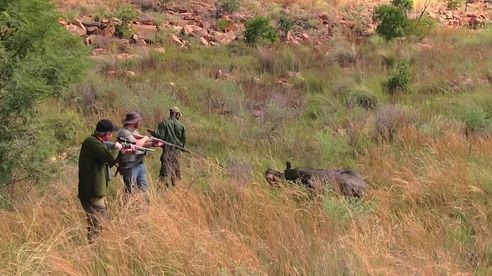 Cape Buffalo Hunt / Büffeljagd / Buffeljakt