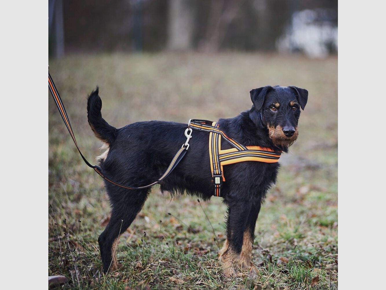 Heim Dog harness signal (Size M (chest 60-70cm, width 25mm)), imagen 5 de 7