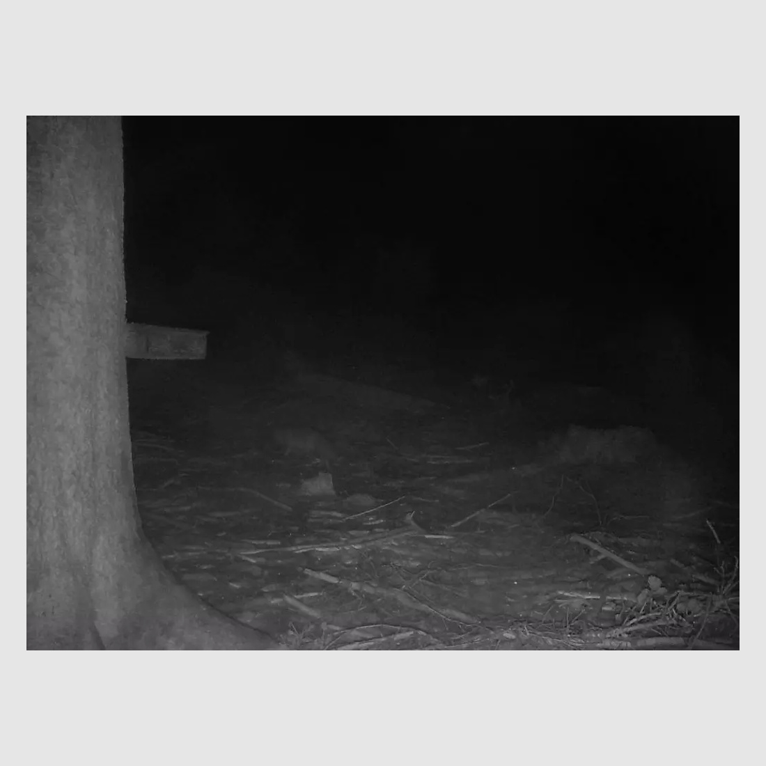 ICU Cam 5 Wildkamera