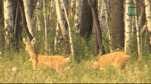Jagd auf Sibirische Rehböcke in Kurgan