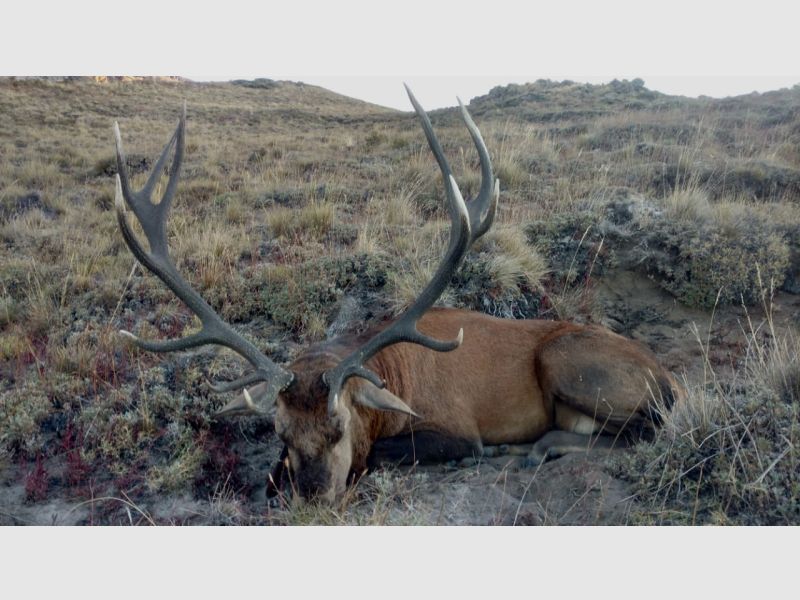 Auf starke Rothirsche in Patagonien! Eine fantastische Jagd!