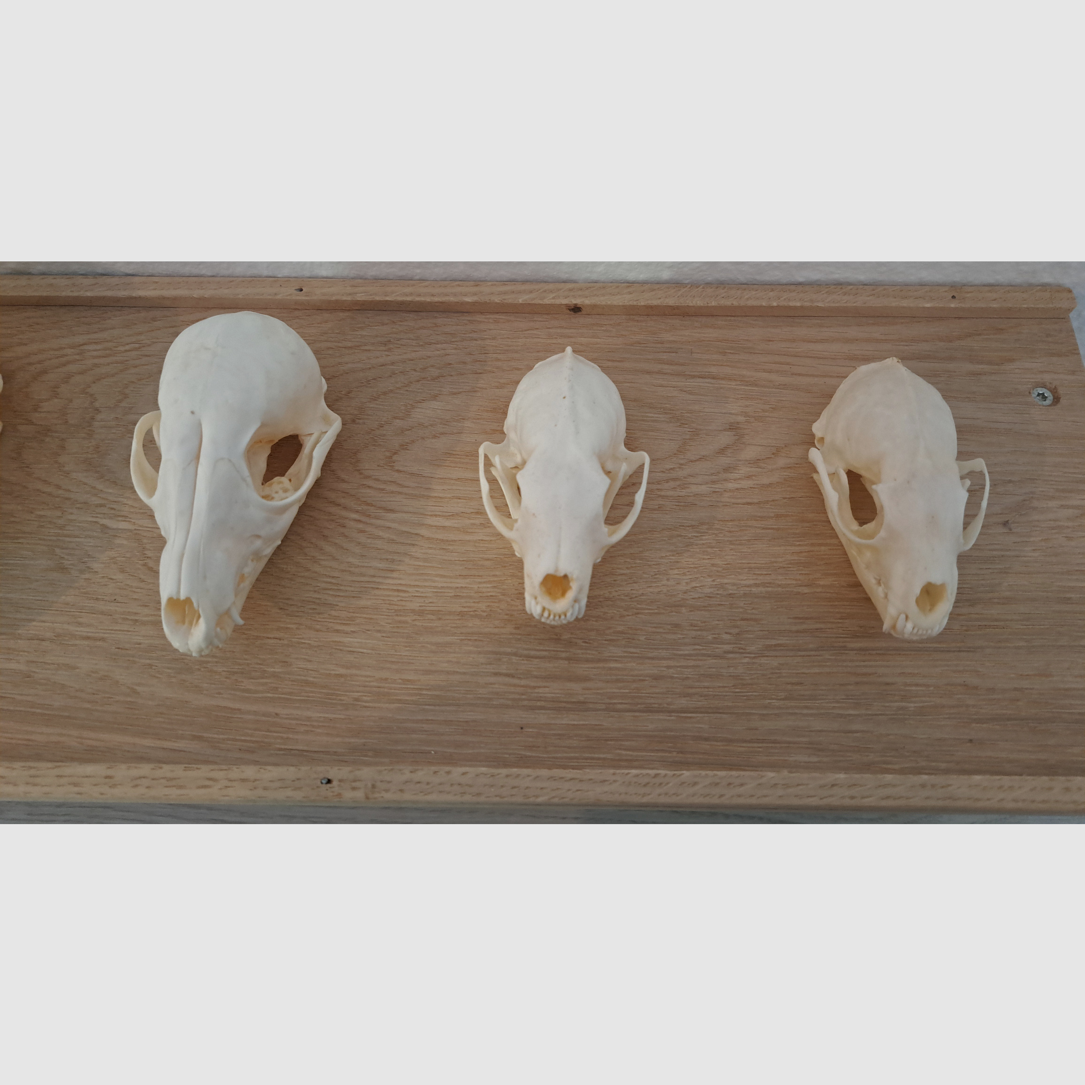 Colección de cráneos de animales salvajes para fines educativos + estante de roble