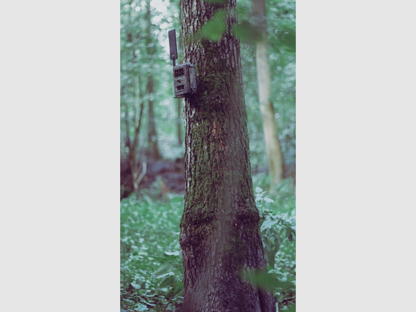 Baumstativ für Wildkameras