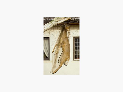 Moustiquaire 170x110