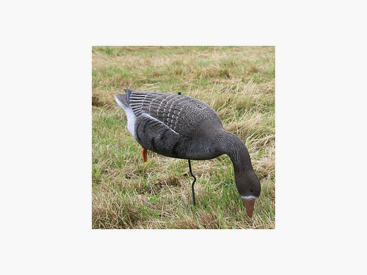 Decoy Greylag Goose