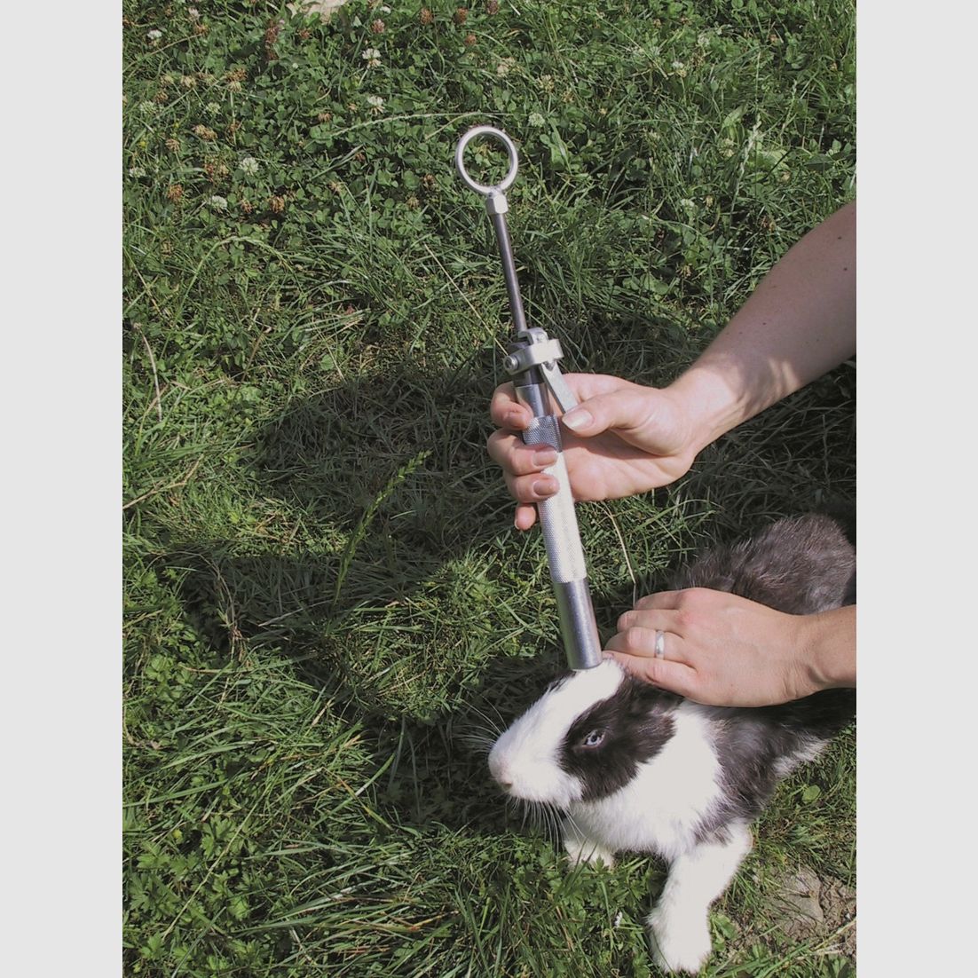 Rabbit killer Kieferle