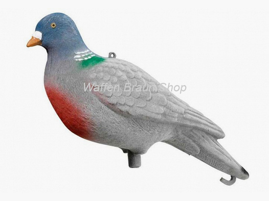 Pigeon leurre, assis, plumé