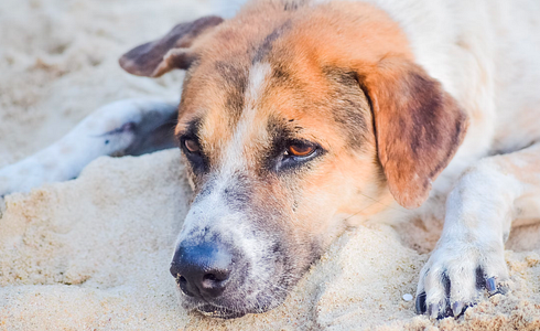 Blood poisoning in dogs - act immediately!