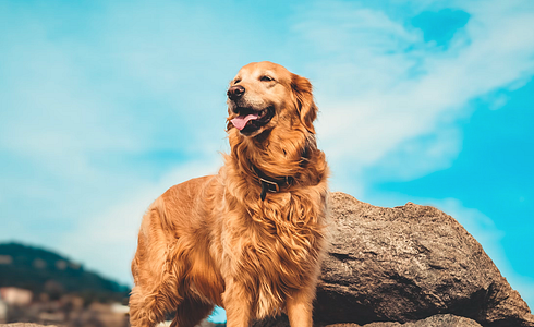 Golden Retriever - all the information about the popular dog breed