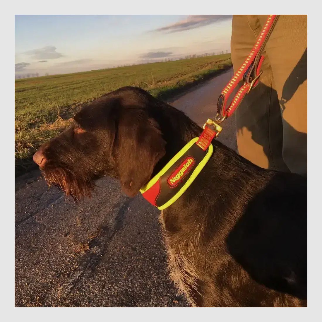 Niggeloh collier de chasse Trail Ultra