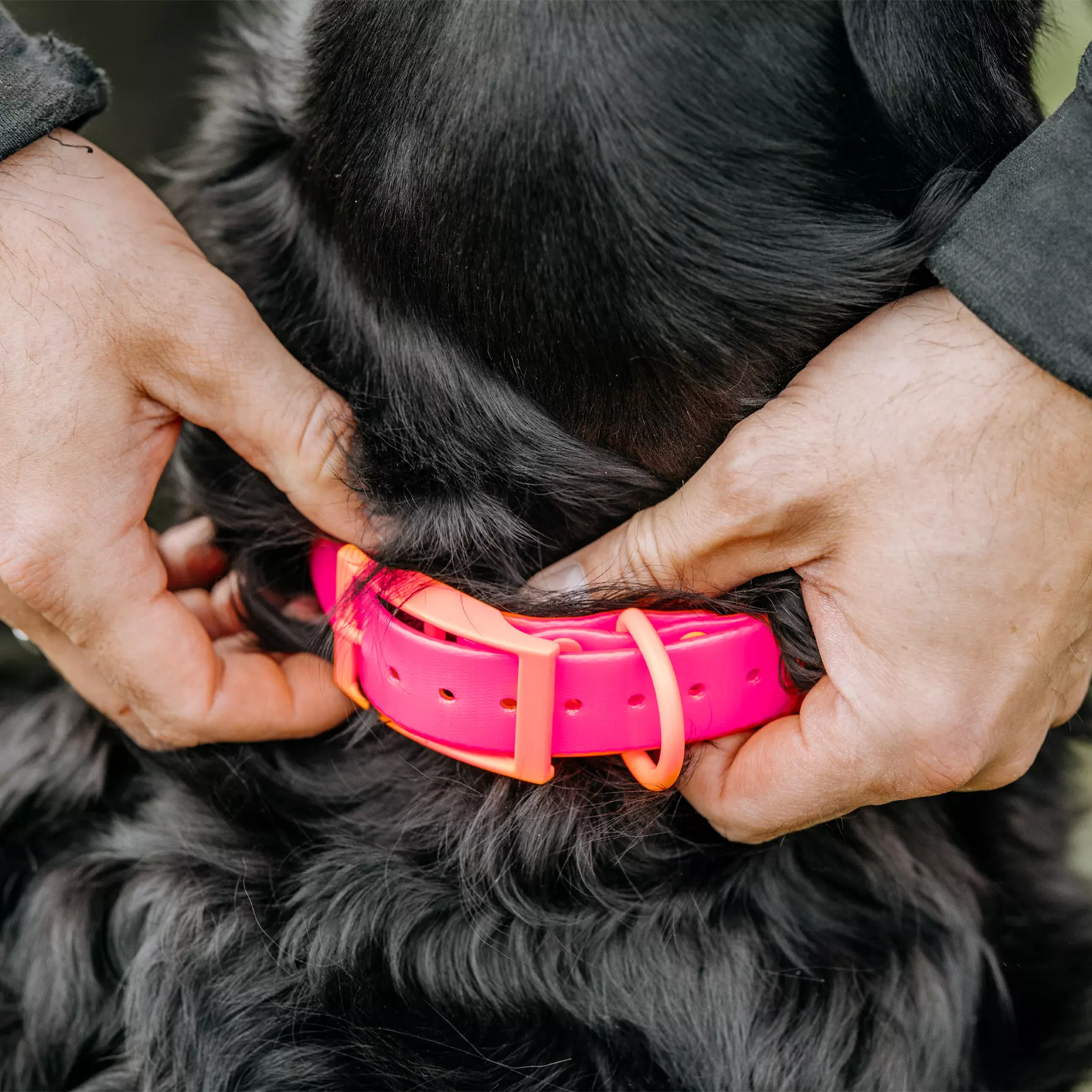 HP&G Hondenhalsband 19mm Roze, afbeelding 2 van 2