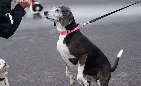 Hund zieht an Leine - wie schaffe ich Abhilfe?