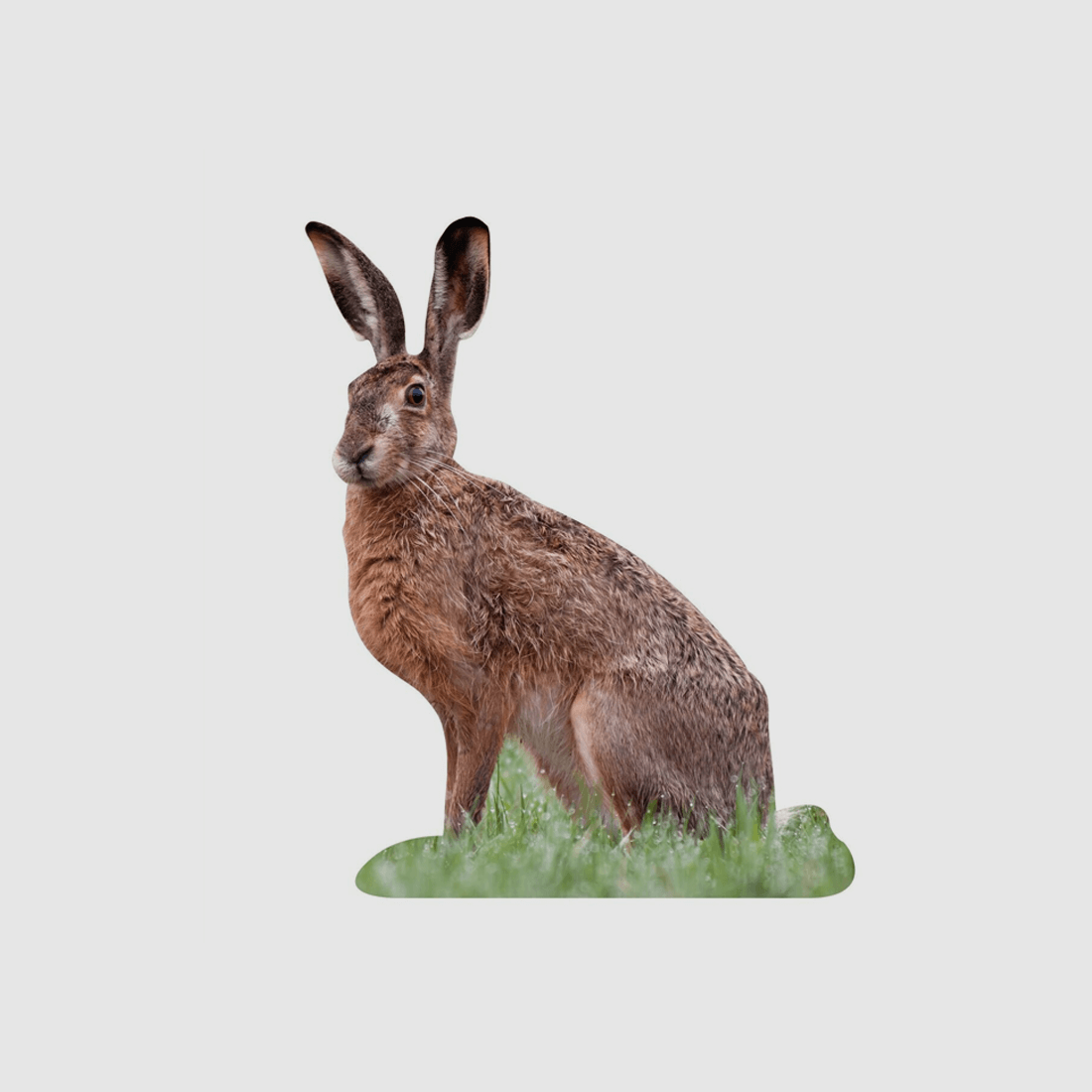 Supporto per animali Lepre di campo