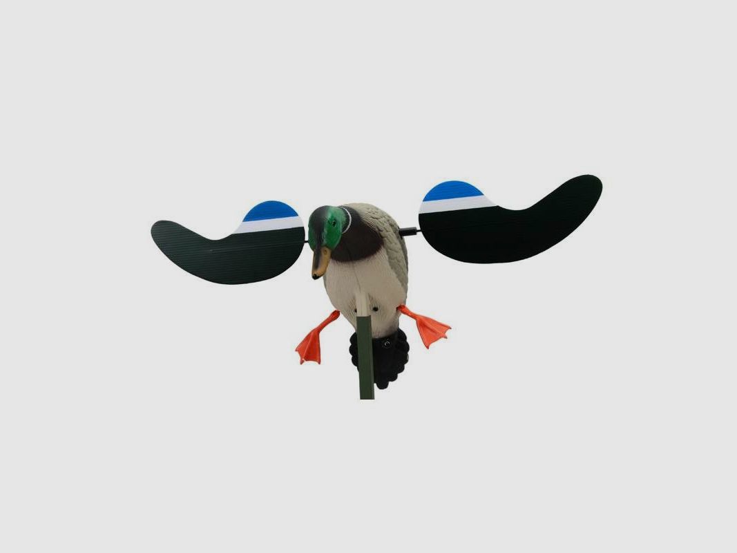Mojo Baby Drake männlicher Erpel