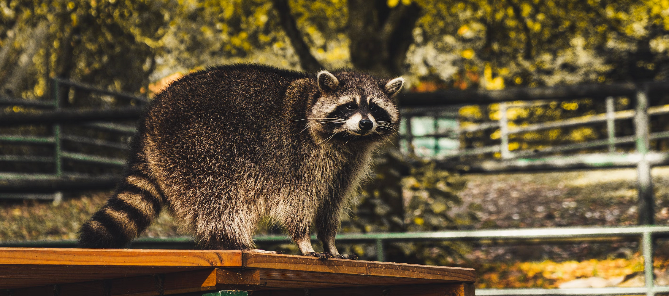 La chasse aux animaux nuisibles