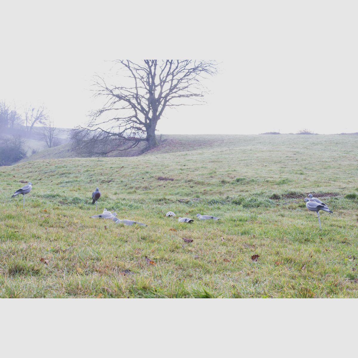 LOCKTAUBE half shell hollow dove flocked with earth spike