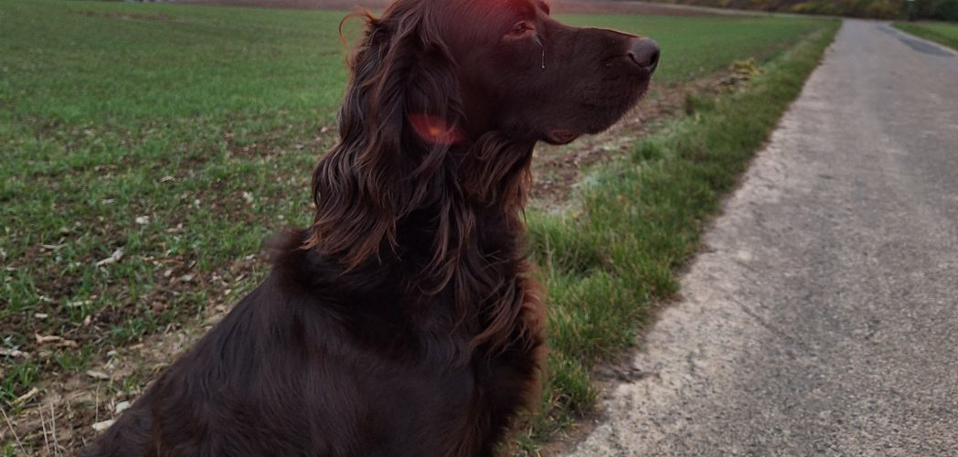 Hunting dog dies after mysterious illness - A suspicion of Aujeszky