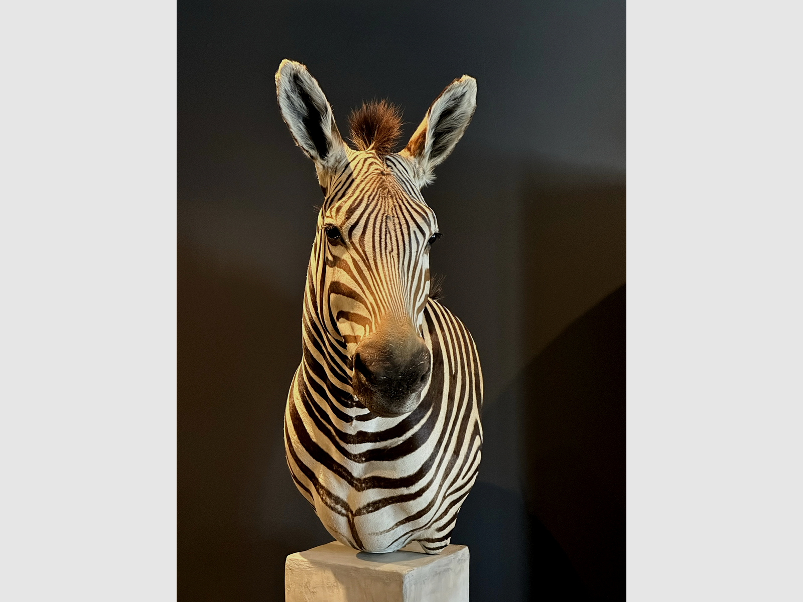 Trofeo di zebra da spalla, immagine 3 di 15