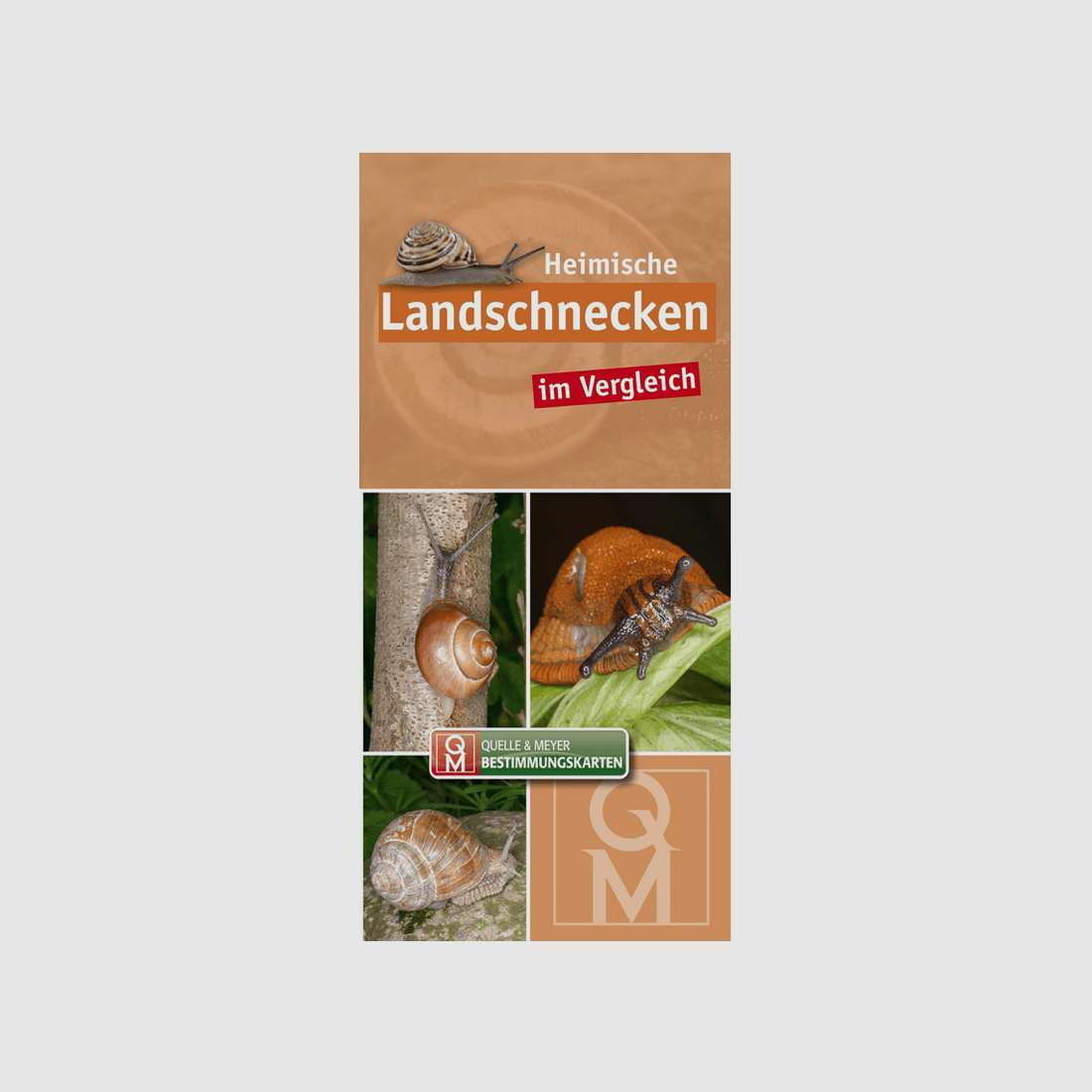 Bestimmungskarte "Heimische Landschnecken im Vergleich"