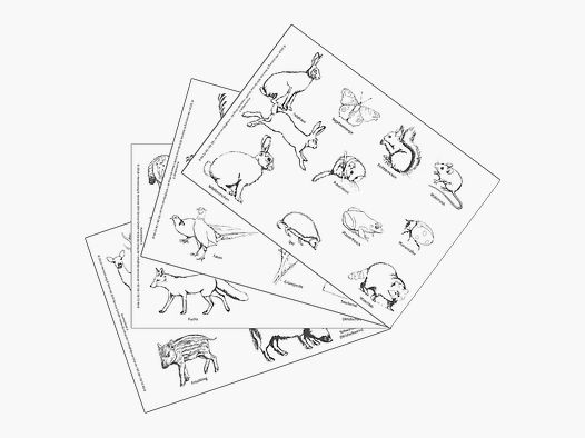 Fogli da colorare "Animali Selvatici" (4 x 10 fogli)
