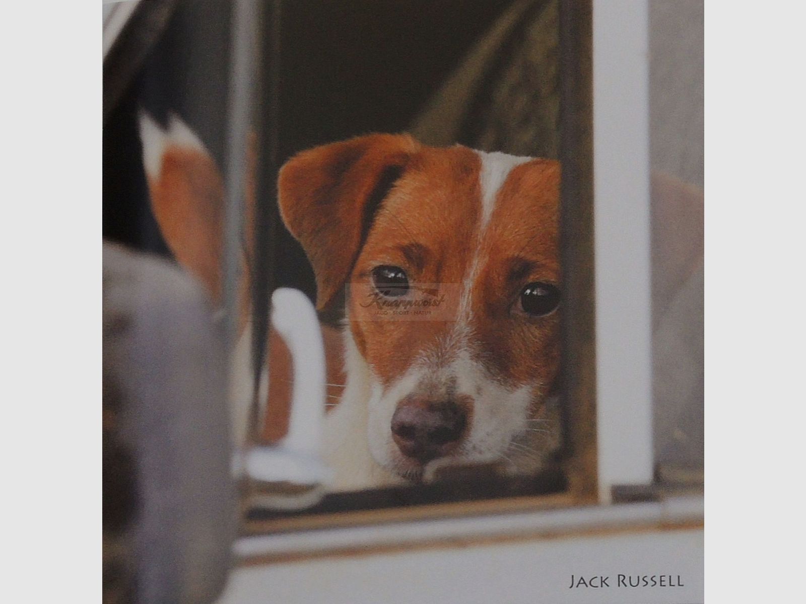 Grußkarte Tierruf Jack Russell