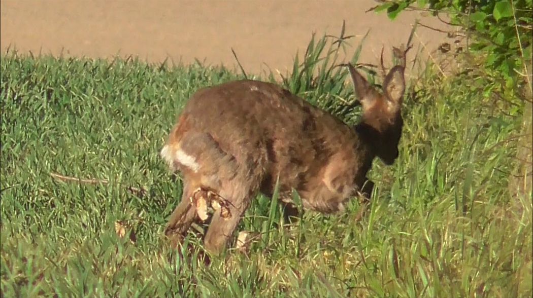 Bockjagd 2018/ Der zweite Abnorme Bock!