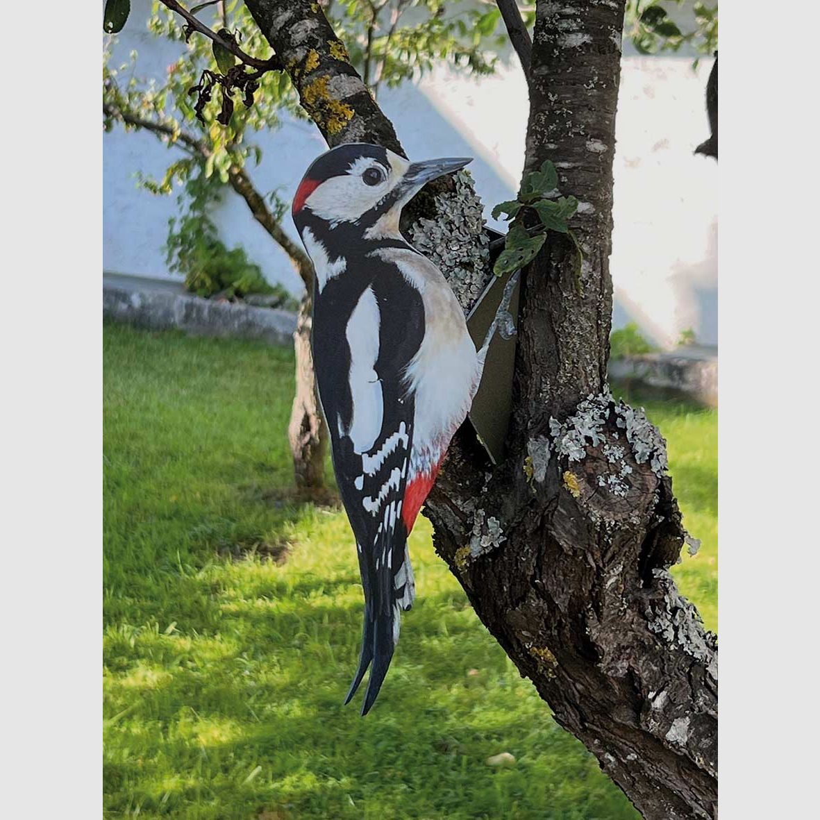 Buntspecht Attrappe