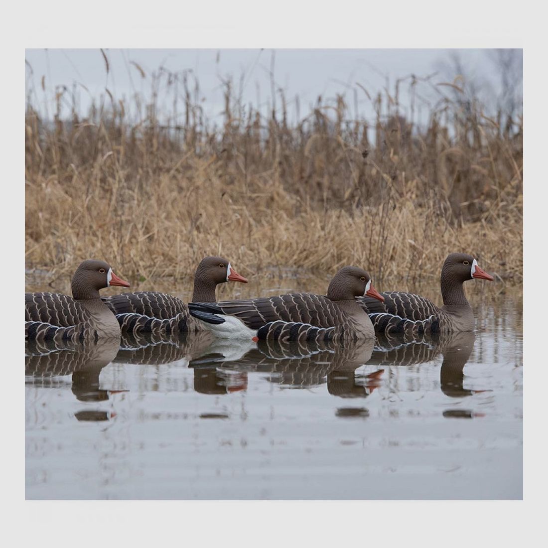 Formen von Schwimmenden Gänsen AvianX x4, Bild 2 von 2