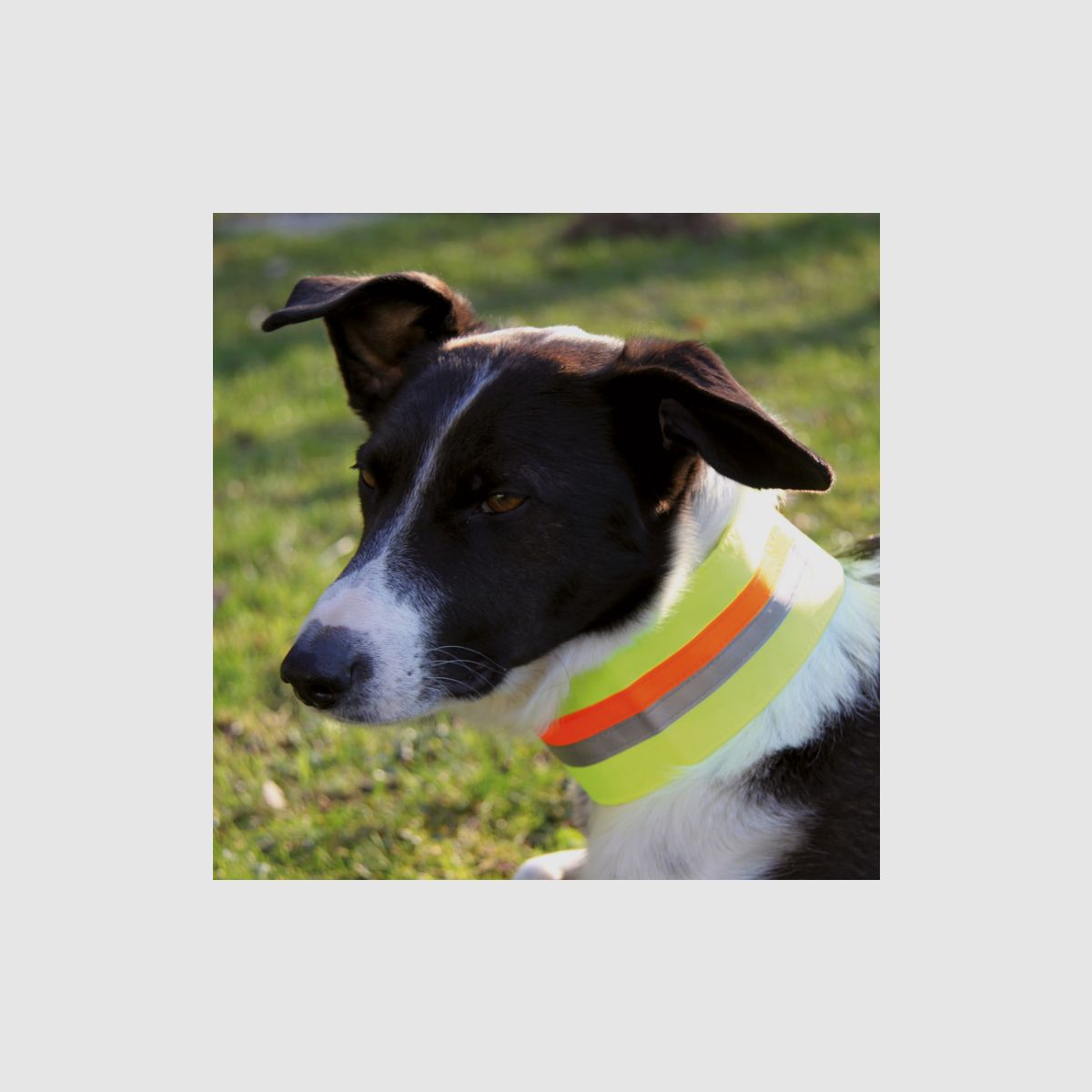 Reflektierendes Halsband