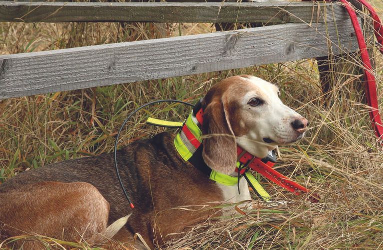 Halssender / GPS-Tracker für Jagdhunde - Die wichtigsten Infos im Überblick