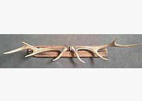 2x Sikawild Abwurfstange Geweih su legno galleggiante