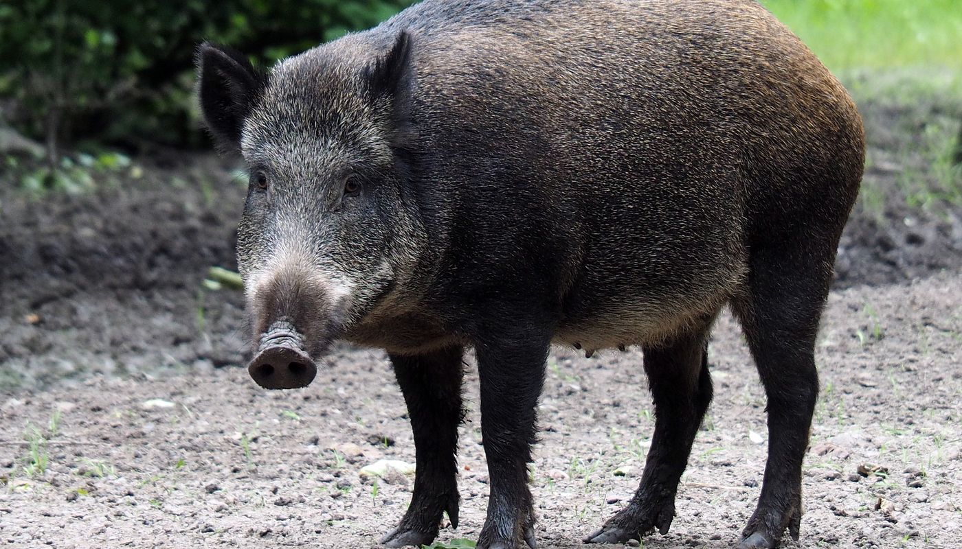 Afrikanische Schweinepest