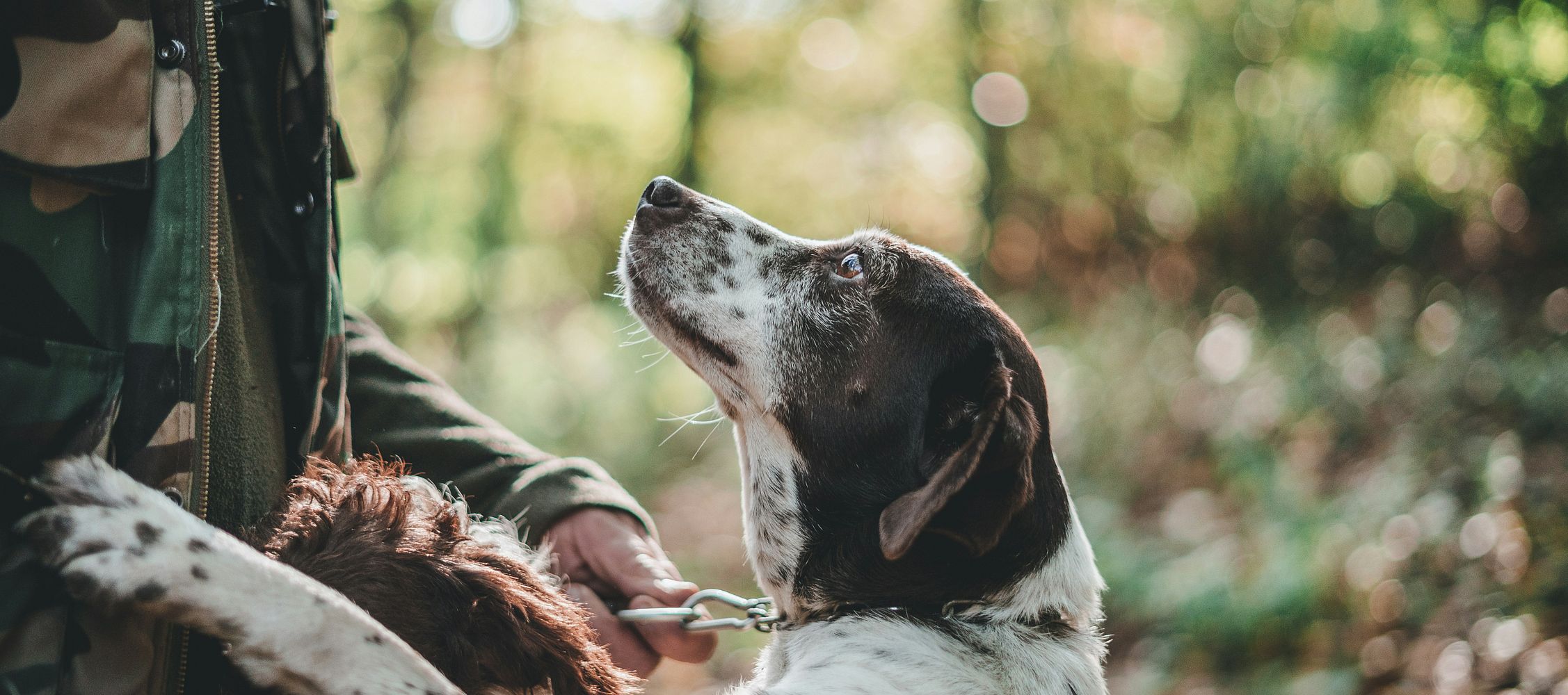 Planung ist alles: So holst du dir den perfekten Jagdhund ins Haus