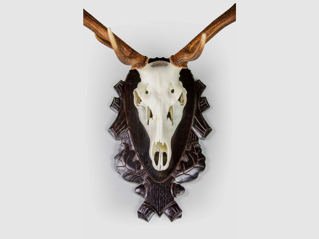 Eurohunt supporto per corna per cervo