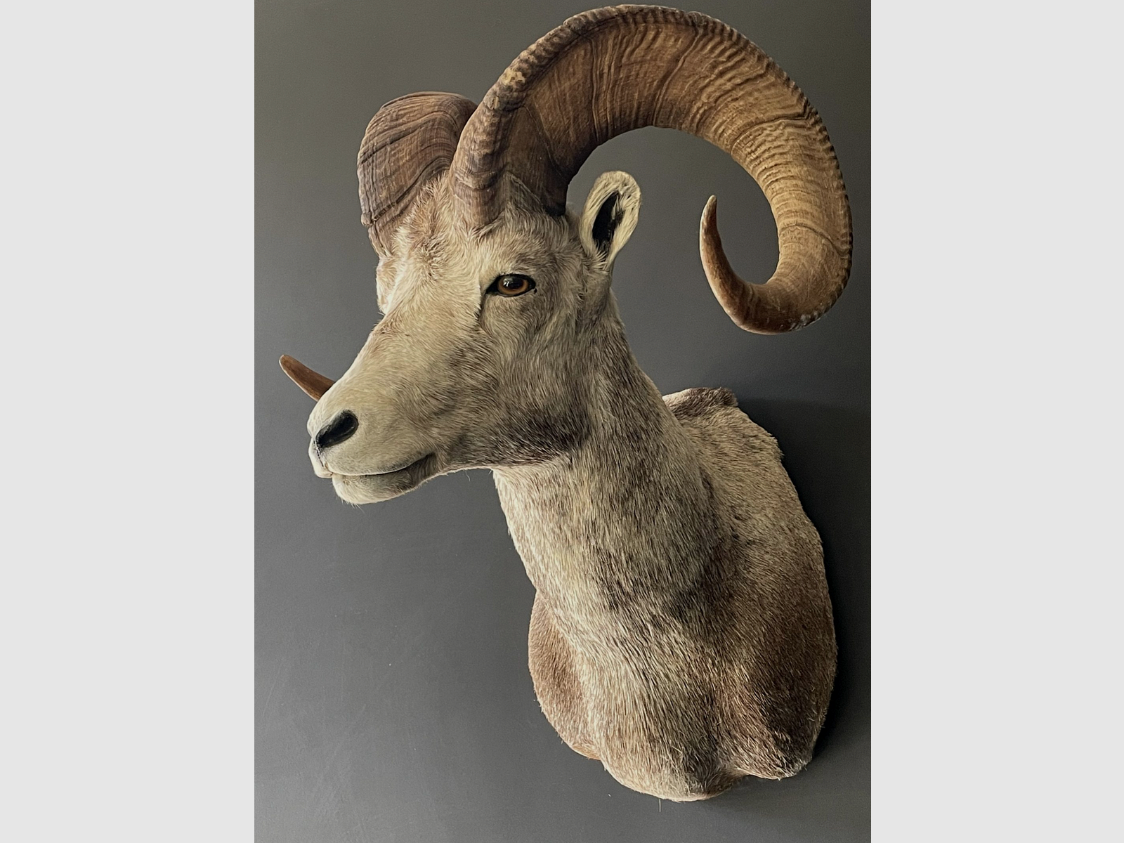 Trophée taxidermique en cape, grand mouflon de Dall, image 4 sur 4
