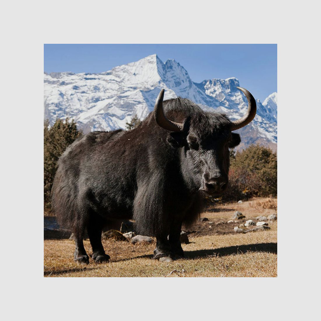 AKAH Halsung aus Yak-Leder