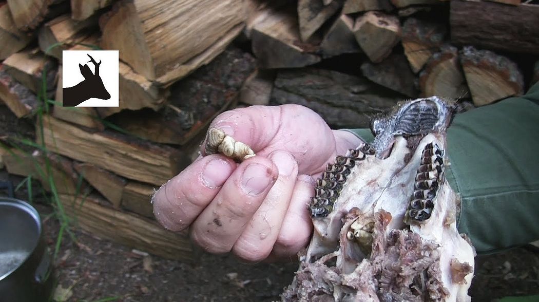 Nasal bot fly infestation in roe deer - Larwy strzykacza sarniego