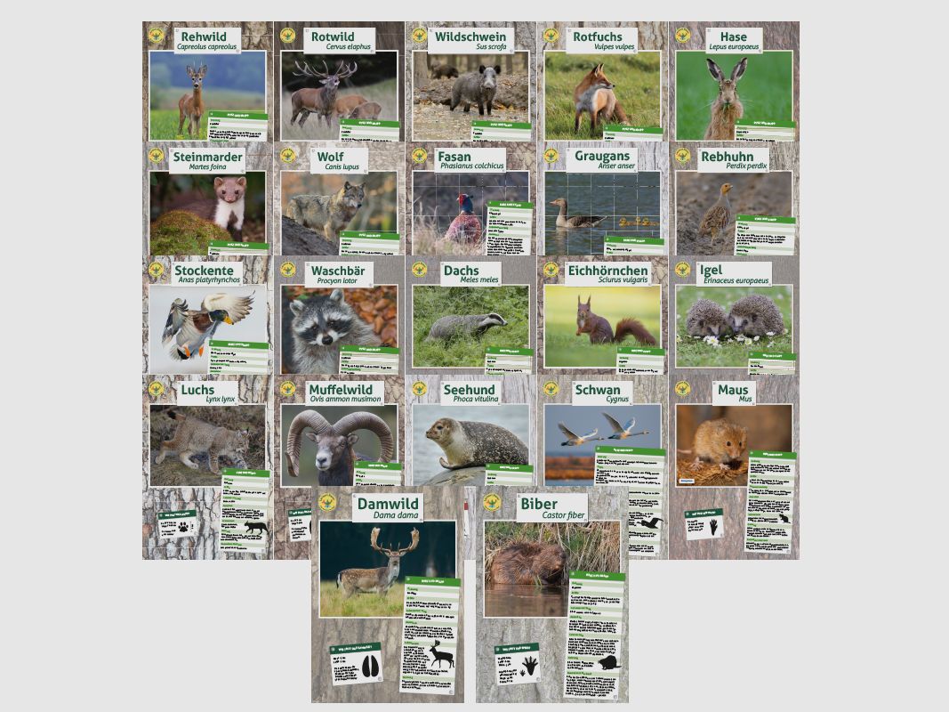 Lernort Natur-Tierposter Set (22 Motive)
