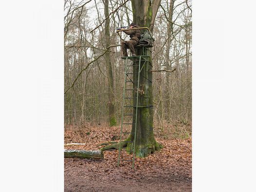 Baumsitz Grober Keiler