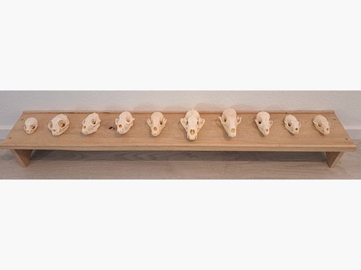 Collezione di teschi di animali selvatici per scopi didattici + scaffale in rovere