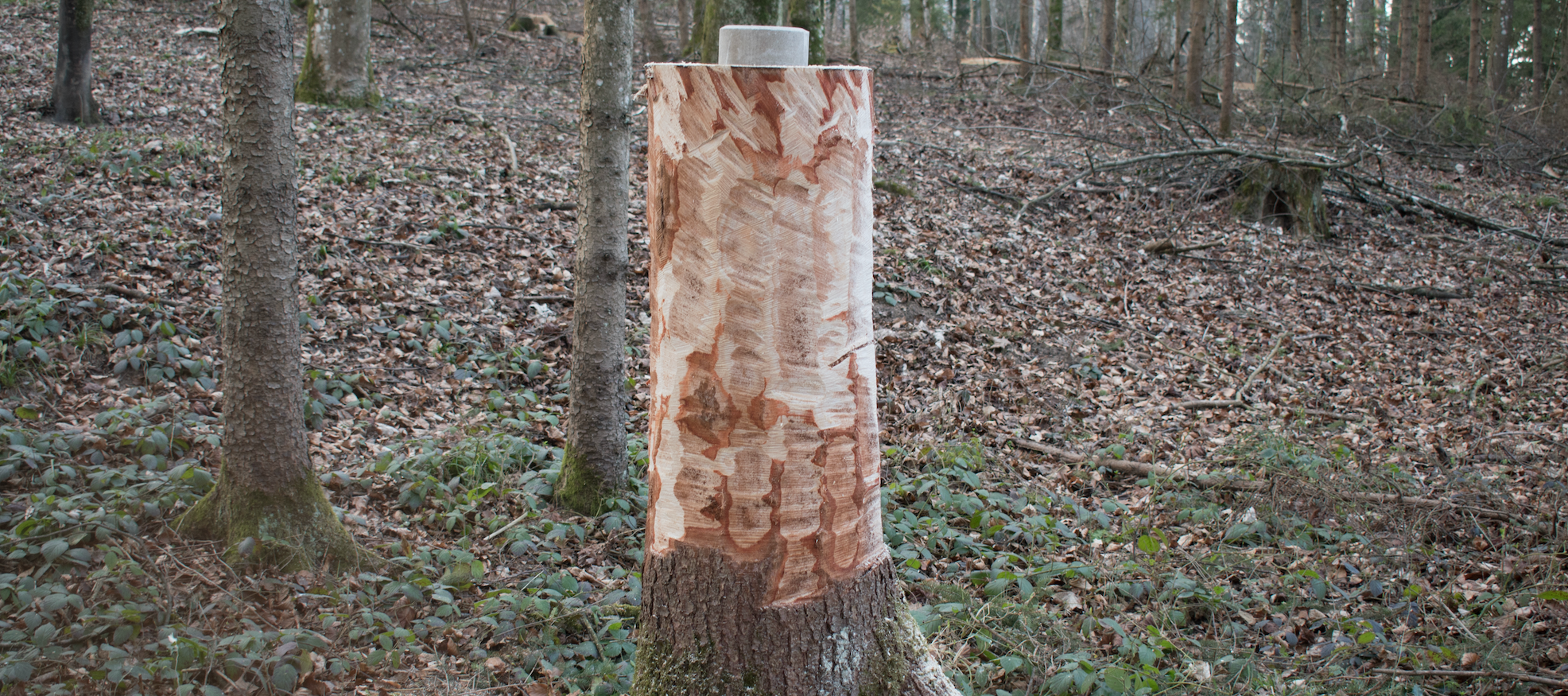 Salt Licks for Wildlife - the Most Important Information